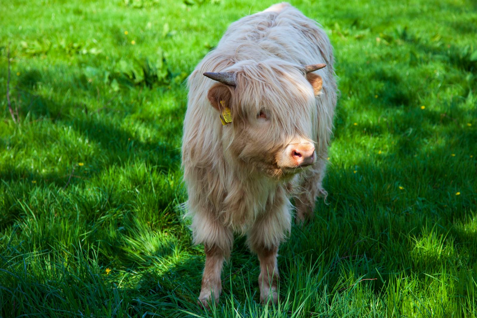 Hayvancılık / Livestock