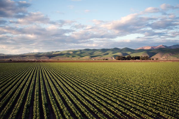 Tarım / Agriculture
